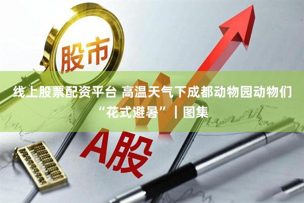线上股票配资平台 高温天气下成都动物园动物们“花式避暑”｜图集